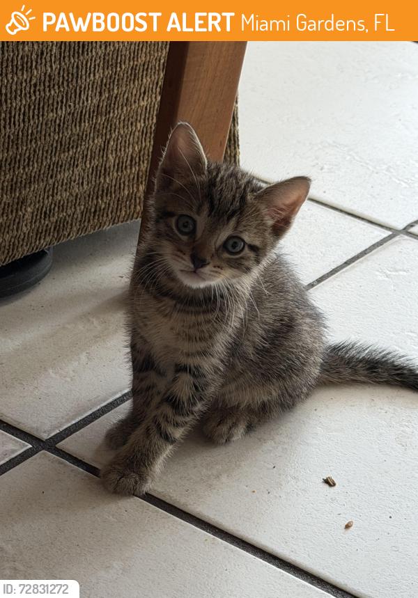 Found/Stray Unknown Cat last seen Miami Gardens, Miami Gardens, FL 33056