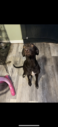Lost Female Dog last seen Alpine avenue and park street , Memphis, TN 38108
