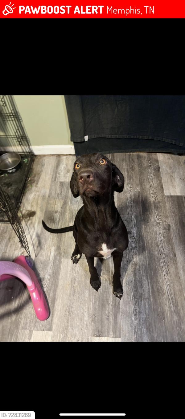 Lost Female Dog last seen Alpine avenue and park street , Memphis, TN 38108