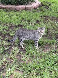 Found/Stray Male Cat last seen Diamond Point Drive, Arlington, TX 76017