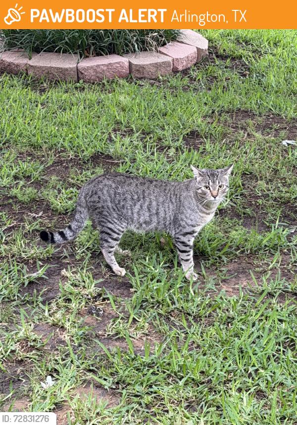 Found/Stray Male Cat last seen Diamond Point Drive, Arlington, TX 76017
