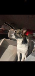 Lost Male Dog last seen Port lavaca hw Victoria tx , Victoria, TX 77901