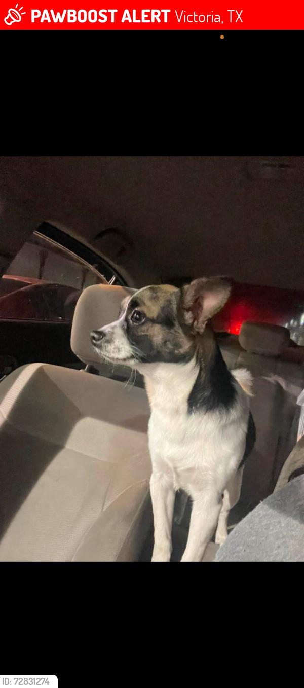 Lost Male Dog last seen Port lavaca hw Victoria tx , Victoria, TX 77901