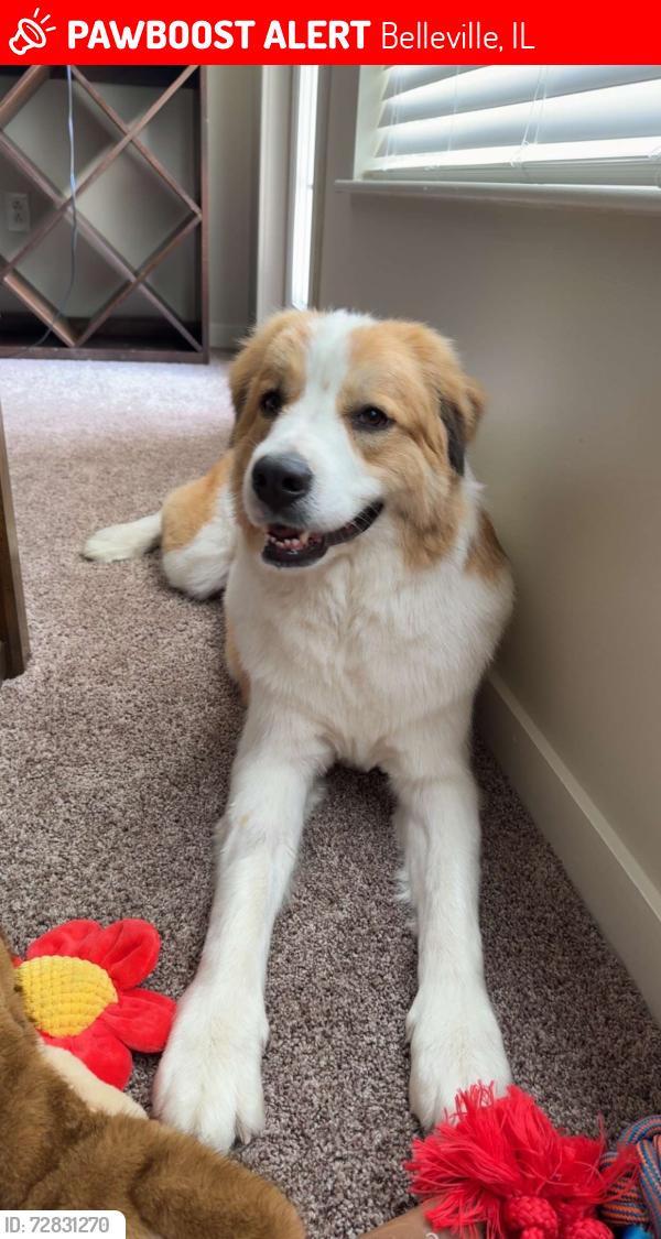 Lost Male Dog last seen Shiloh Dog Park, Belleville, IL 62221