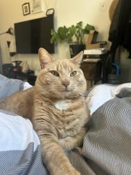 Lost Male Cat last seen 15th and Jackson, Philadelphia, PA 19145