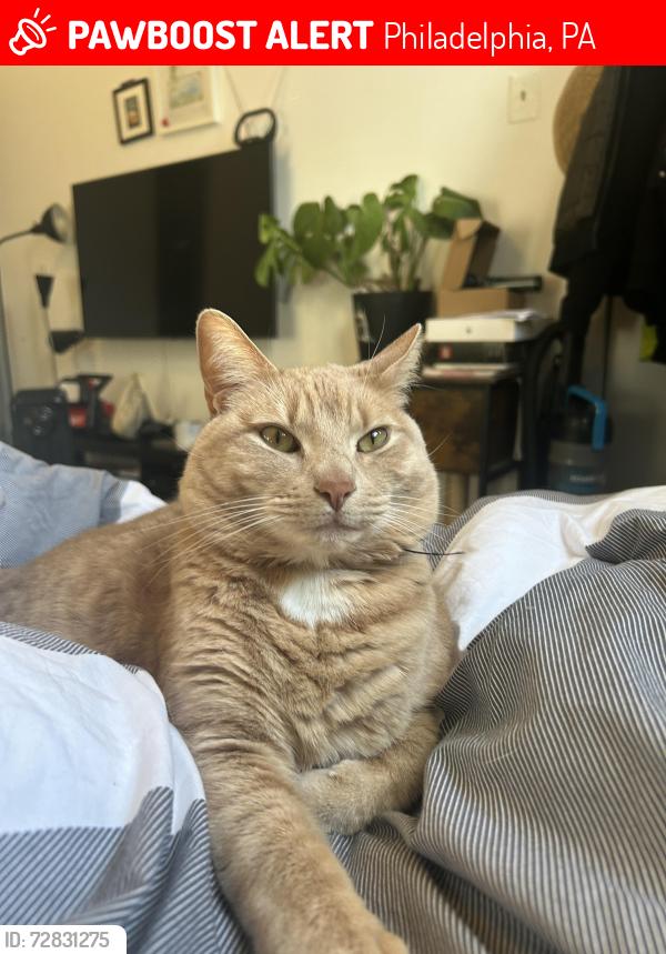 Lost Male Cat last seen 15th and Jackson, Philadelphia, PA 19145