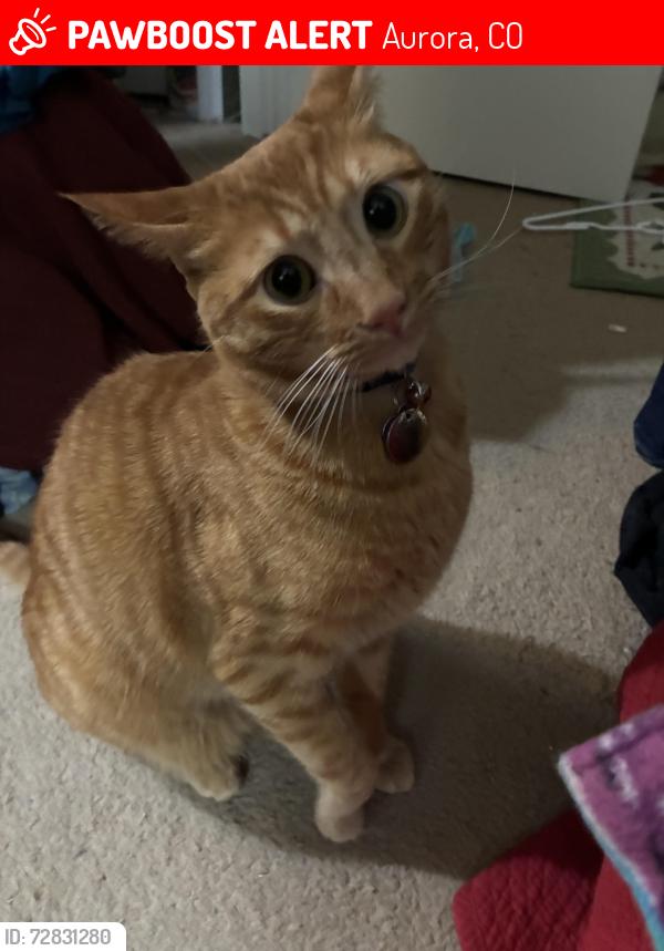 Lost Male Cat last seen Smoky Hill and Buckley, Aurora, CO 80015