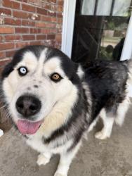 Found/Stray Unknown Dog last seen Near Nw 32nd St, Oklahoma City, OK 73122