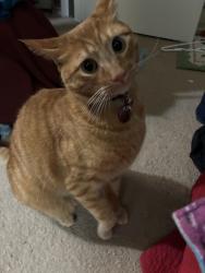 Lost Male Cat last seen Smoky Hill and Buckley , Aurora, CO 80015