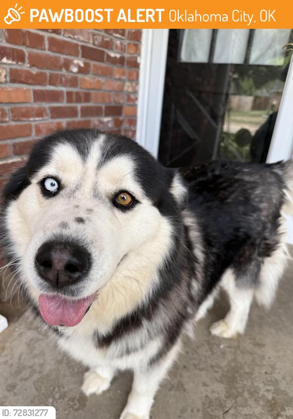 Found/Stray Unknown Dog last seen Near Nw 32nd St, Oklahoma City, OK 73122