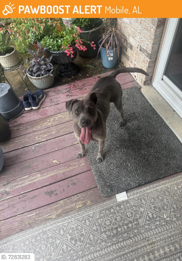 Found/Stray Female Dog last seen Ching Dairy Loop RD S, Mobile, AL 36618