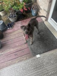 Found/Stray Female Dog last seen Ching Dairy Loop RD S, Mobile, AL 36618