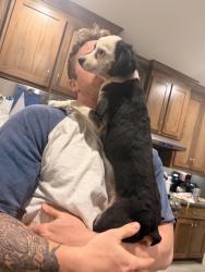 Lost Male Dog last seen West Tonner Calera, Oklahoma , Calera, OK 74730
