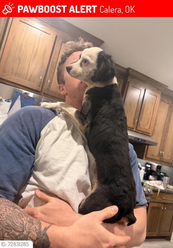 Lost Male Dog last seen West Tonner Calera, Oklahoma , Calera, OK 74730