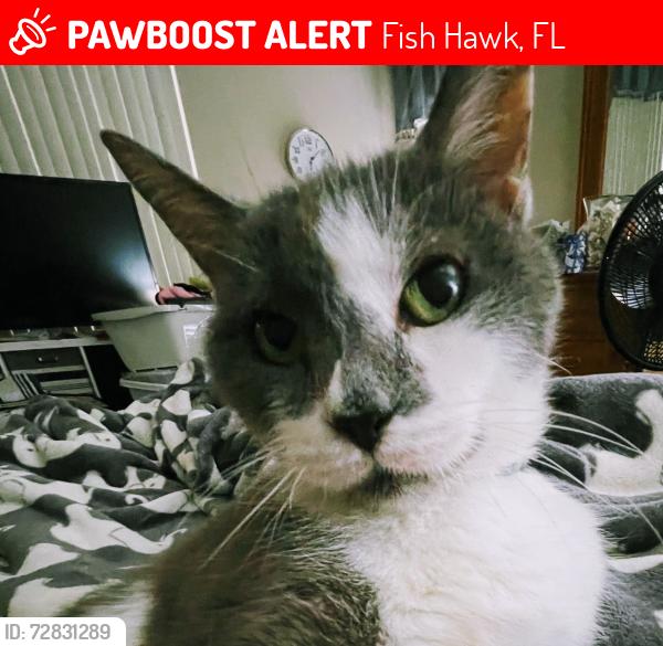 Lost Male Cat last seen Lithia FishHawk Ranch, Fish Hawk, FL 33547