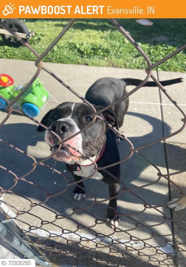 Found/Stray Male Dog last seen Near Marie Ave, Evansville, IN 47711