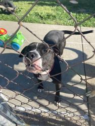 Found/Stray Male Dog last seen Near Marie Ave, Evansville, IN 47711