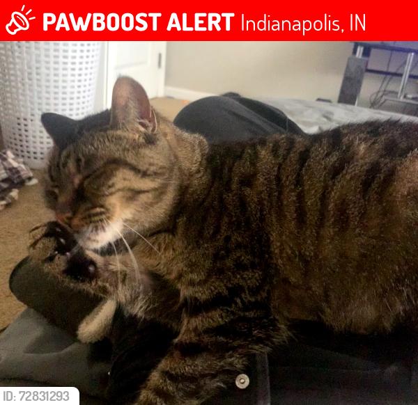 Lost Female Cat last seen Parker and Brockton Dr, Indianapolis, IN 46220