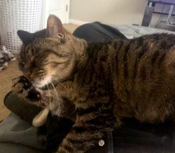Lost Female Cat last seen Parker and Brockton Dr, Indianapolis, IN 46220