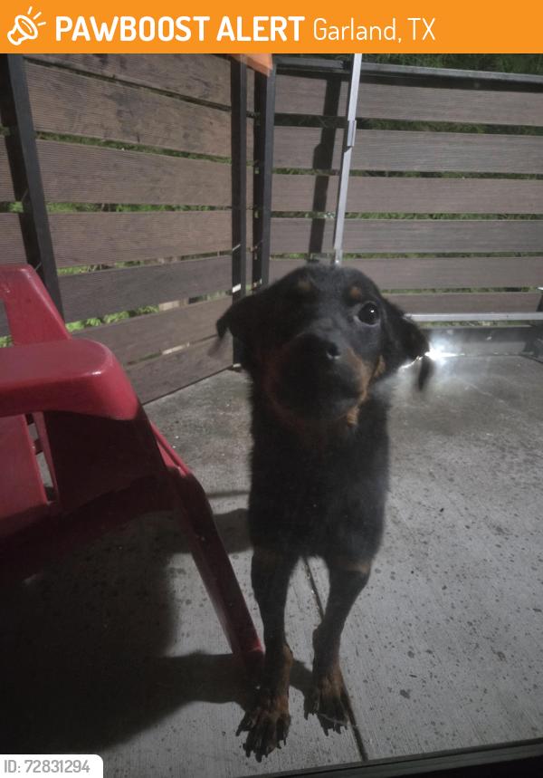 Found/Stray Unknown Dog last seen The Republic West apmts/ 3614 Bobtown Rd , Garland, TX 75043