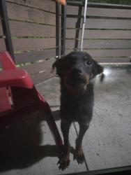Found/Stray Unknown Dog last seen The Republic West apmts/ 3614 Bobtown Rd , Garland, TX 75043