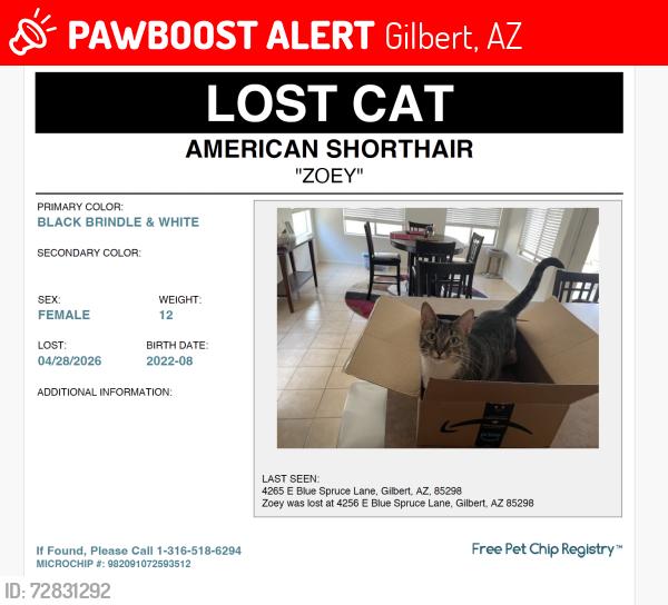 Lost Female Cat last seen Power and Queen Creek, Gilbert, AZ 85298