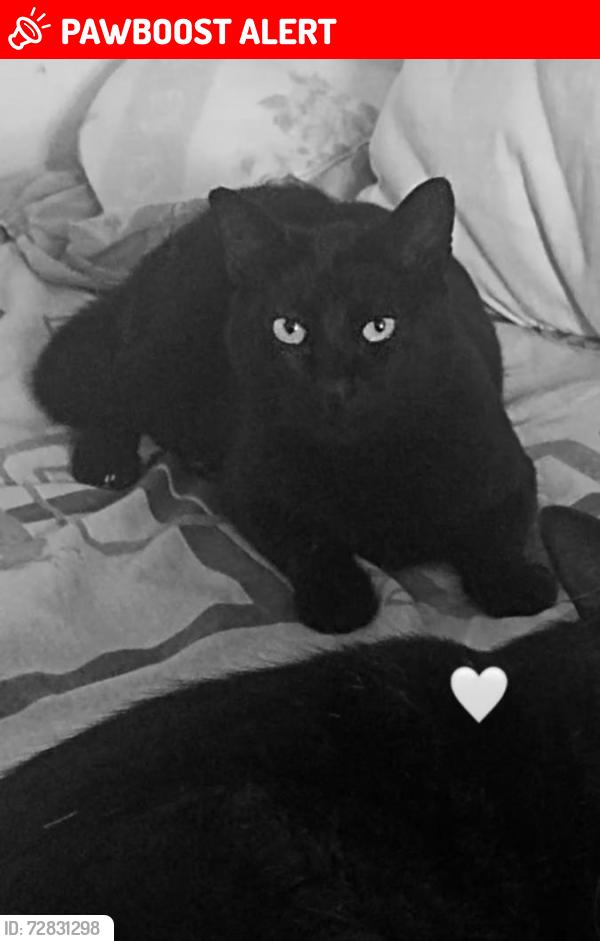 Lost Male Cat last seen Escuela boca  , dos grupos De anexos AA, Ciudad Nicolás Romero, Méx. 54407