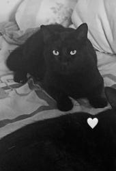 Lost Male Cat last seen Escuela boca  , dos grupos De anexos AA, Ciudad Nicolás Romero, Méx. 54407