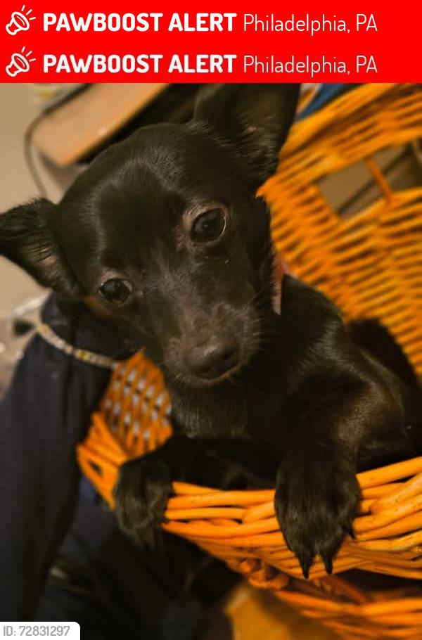 Lost Male Dog last seen East oak Lane near 68th and broad, Philadelphia, PA 19126