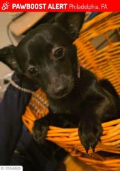 Lost Male Dog last seen East oak Lane near 68th and broad, Philadelphia, PA 19126