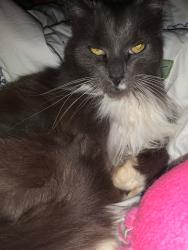 Lost Male Cat last seen Cross creek rd, creekside ln, behind Brendon park apmts, Knoxville, TN 37923