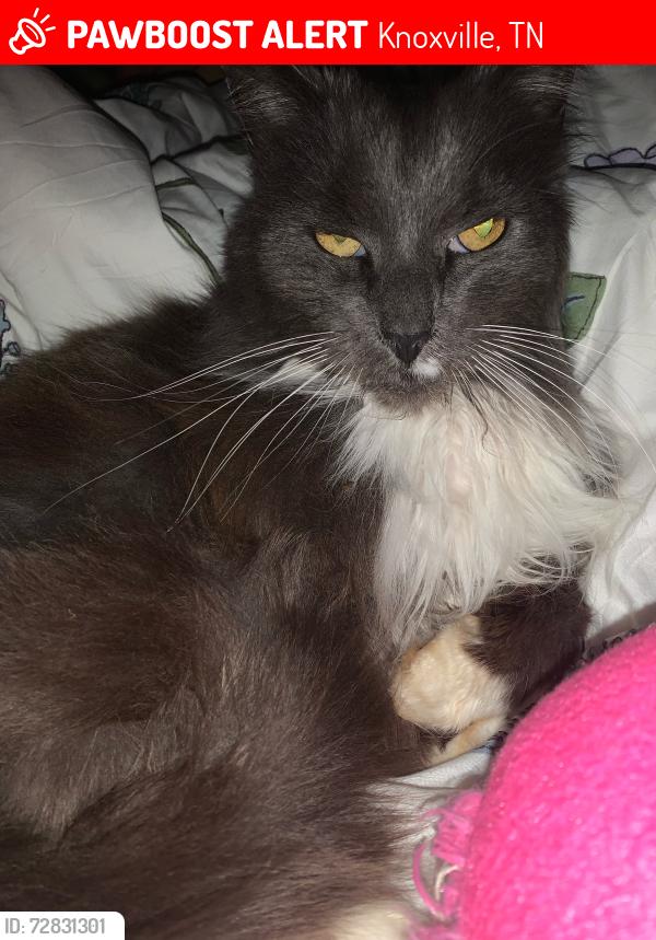 Lost Male Cat last seen Cross creek rd, creekside ln, behind Brendon park apmts, Knoxville, TN 37923
