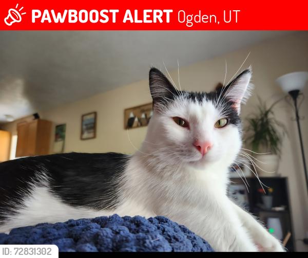 Lost Male Cat last seen Nearby the Ogden Weber Tech College , Ogden, UT 84404