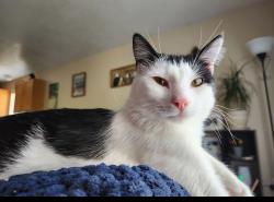 Lost Male Cat last seen Nearby the Ogden Weber Tech College , Ogden, UT 84404