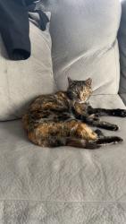Lost Female Cat last seen Between Sun flower soccer and Loves Travel stop , Topeka, KS 66606