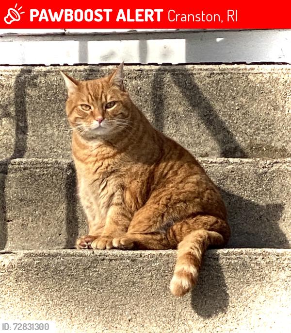 Lost Male Cat last seen Shaw Avenue, Cranston, Cranston, RI 02905