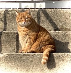Lost Male Cat last seen Shaw Avenue, Cranston, Cranston, RI 02905