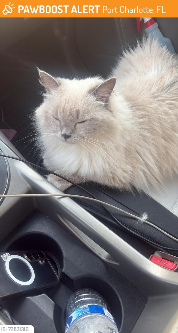 Found/Stray Female Cat last seen Near tropical av nw port charlotte , Port Charlotte, FL 33948