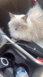 Found/Stray Female Cat last seen Near tropical av nw port charlotte , Port Charlotte, FL 33948