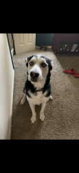 Reunited Female Dog last seen Buffalo and Wilson , Cleburne, TX 76031