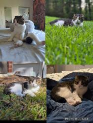 Lost Female Cat last seen Red branch road close to old river rd, Carthage, NC 28327