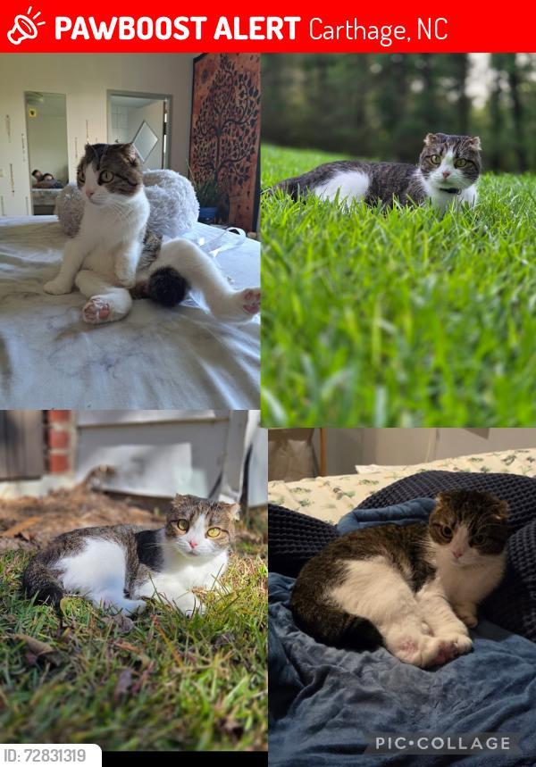 Lost Female Cat last seen Red branch road close to old river rd, Carthage, NC 28327
