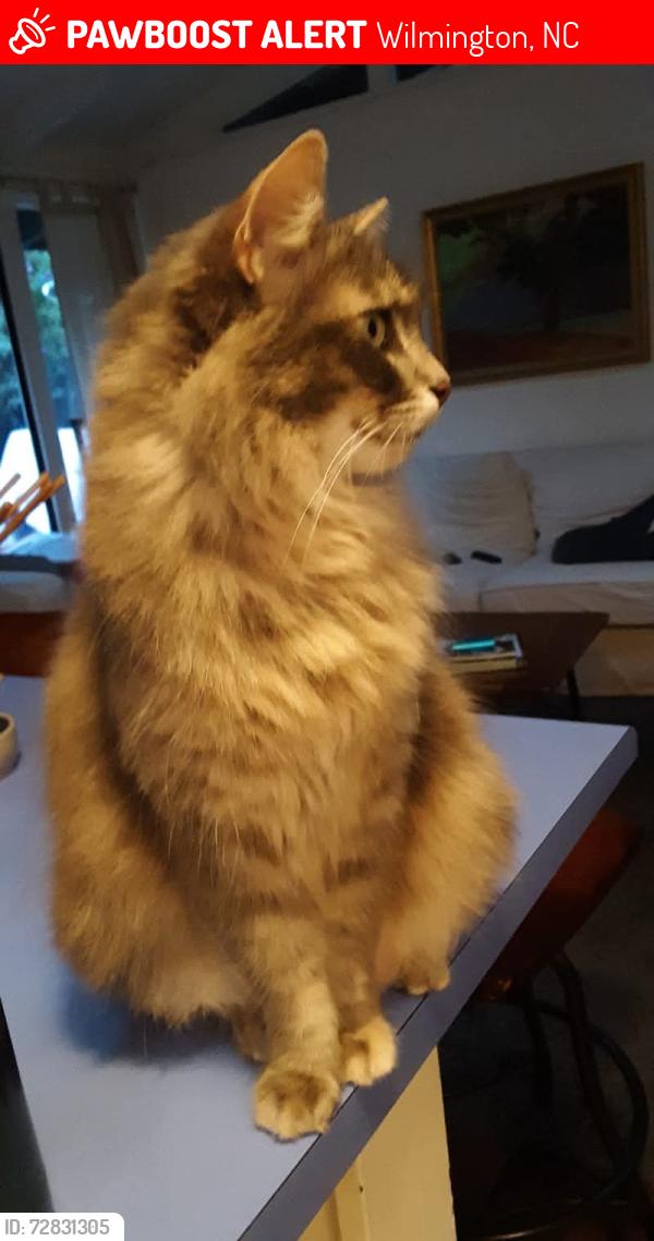 Lost Female Cat last seen Near Pender Ave., Wilmington NC, Wilmington, NC 28403