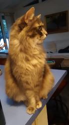 Lost Female Cat last seen Near Pender Ave., Wilmington NC, Wilmington, NC 28403