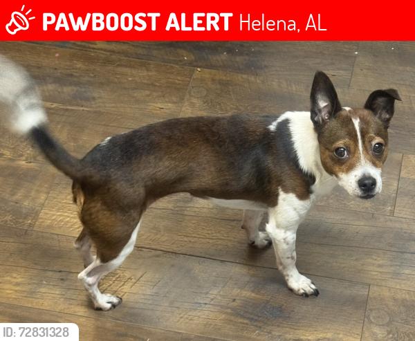 Lost Male Dog last seen County road 1, Helena, AL 35080