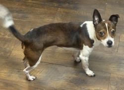 Lost Male Dog last seen County road 1, Helena, AL 35080