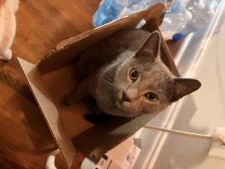 Lost Male Cat last seen harrow dr and trfalgar way , Chamblee, GA 30341