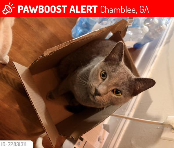 Lost Male Cat last seen harrow dr and trfalgar way, Chamblee, GA 30341