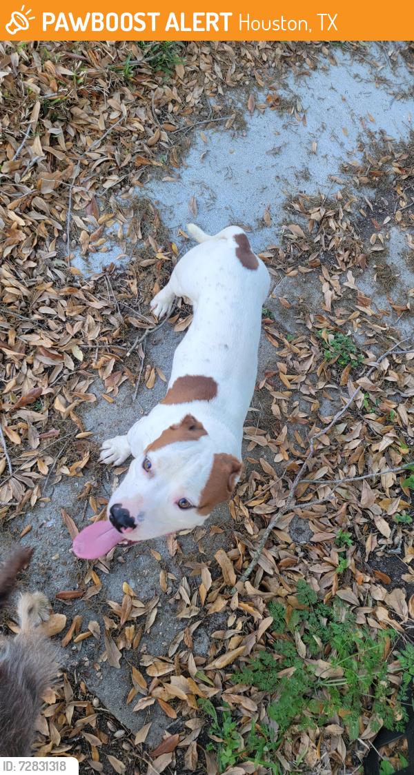 Found/Stray Male Dog last seen Live Oak St, Houston, TX 77004