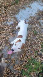 Found/Stray Male Dog last seen Live Oak St, Houston, TX 77004